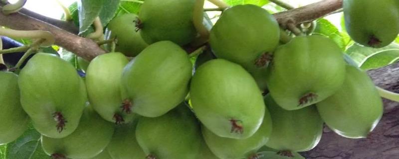软枣猕猴桃介绍，适合阳台种植吗