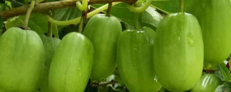 软枣猕猴桃雌雄同株吗，适合哪些地区种植