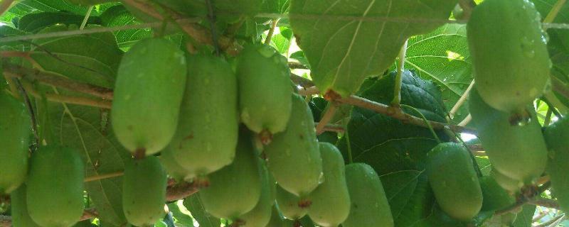 软枣猕猴桃冬季管理，哪个品种比较好