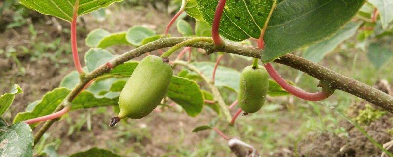 软枣猕猴桃的生长环境，和红心猕猴桃有什么区别