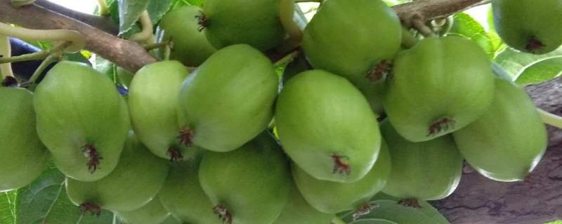 软枣猕猴桃亩产多少斤，附软枣猕猴桃的特点