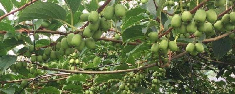 盆栽软枣猕猴桃用多大的盆，常见的病害有哪些