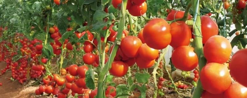 大棚西红柿的种植方法和管理技术