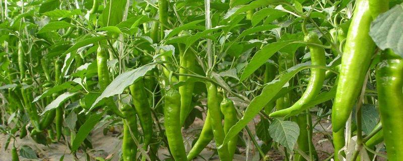 辣椒育苗全过程，附辣椒的品种