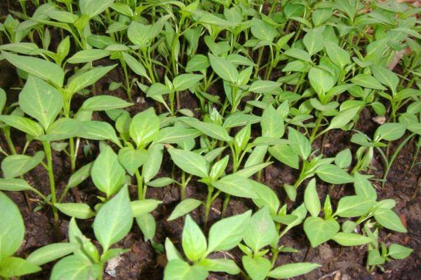 辣椒反季节种植技术，附施肥方案