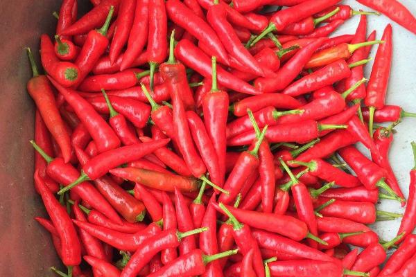 我国东南沿海地区种植冬季辣椒的优势条件，辣椒种植方法