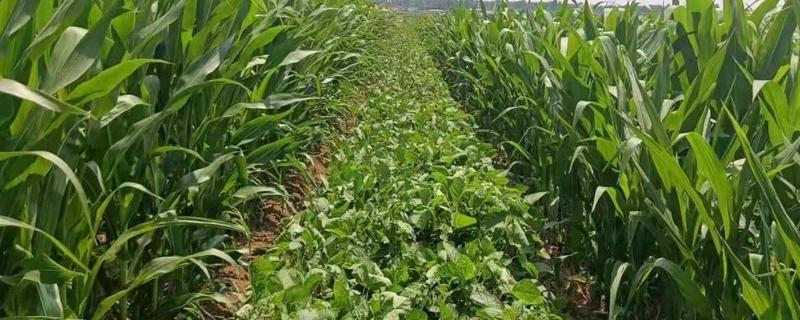大豆玉米带状复合种植技术