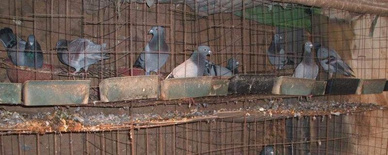 鸽子多久繁殖一窝，鸽子繁殖的季节是几月份