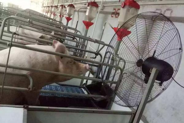 养猪场降温设备有哪些，养猪场的污水如何处理