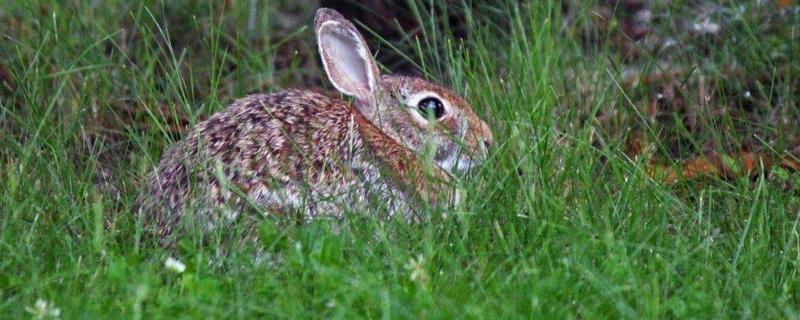 野兔的生活习性，野兔和家兔能杂交吗