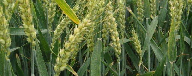 小麦返青期管理重点，返青期可以喷施磷酸二氢钾吗