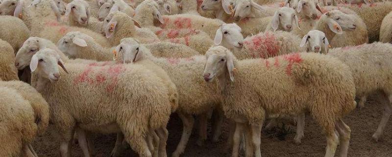 羊人工授精技术操作流程，羊人工授精的优缺点
