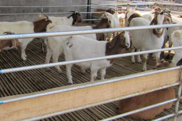 羊人工授精技术操作流程，羊人工授精的优缺点