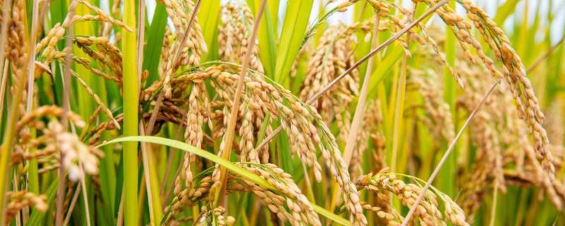 龙粳1614水稻品种特征特性，附简介
