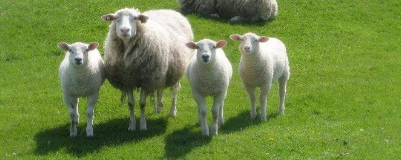 怎么解决母羊下单羔问题，母羊产羔前有什么征兆
