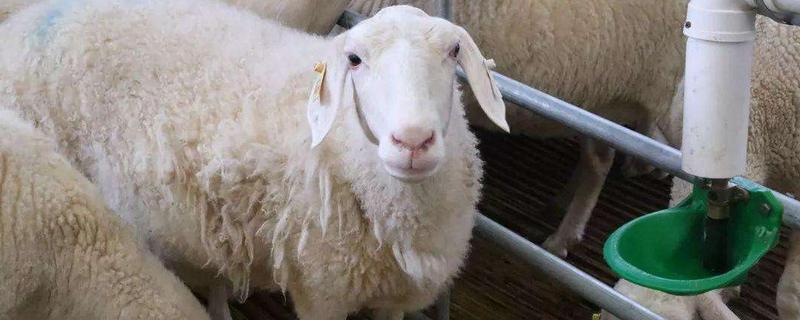 母羊下单羔和种公羊有关系吗，母羊下羔出汗怎么办