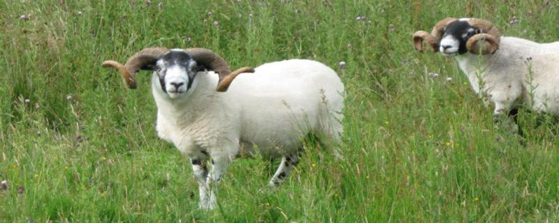 羊不反刍不吃草怎么办，是什么原因导致的