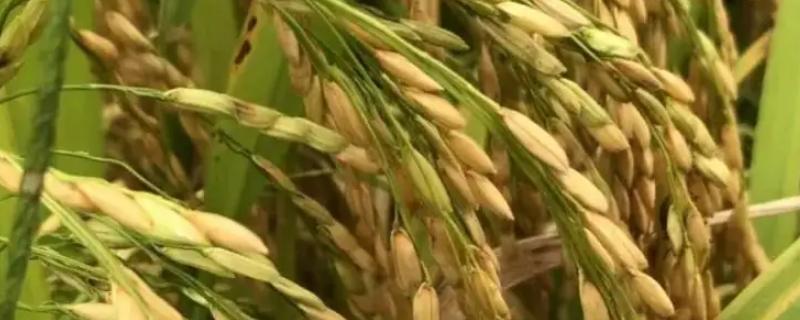 龙粳3007水稻品种介绍