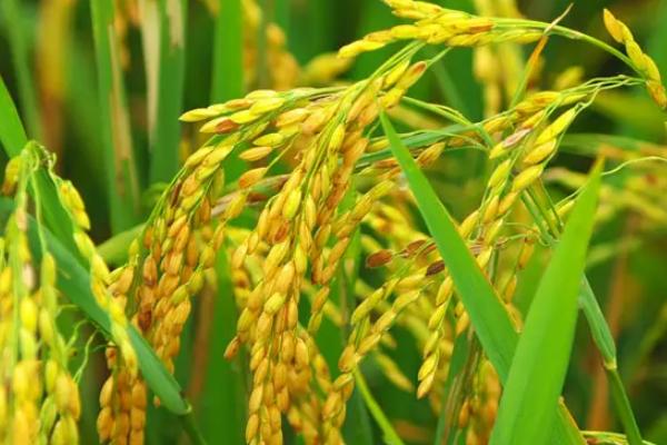 龙粳3007水稻品种介绍
