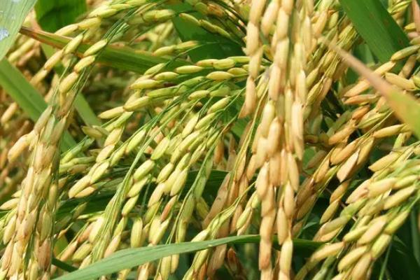 水稻亩产多少斤，附水稻的种植方法