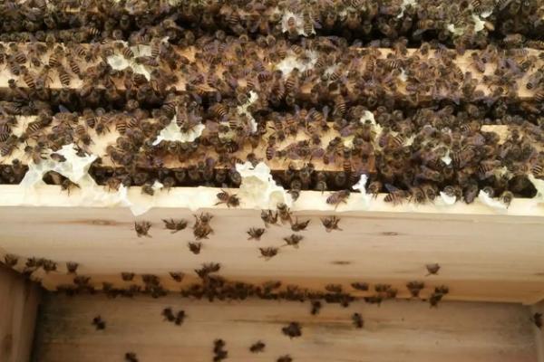 初学养蜂步骤及方法