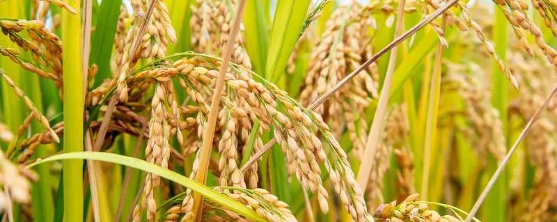 水稻品种3010的特点，水稻植株方法