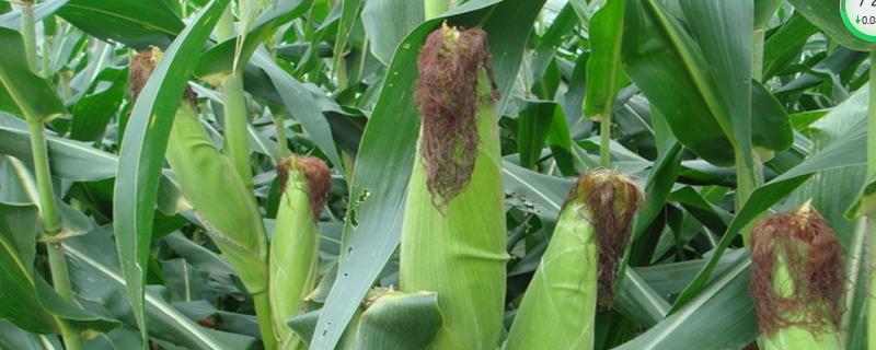 播种玉米时只是一种肥还是配合施肥，播种玉米是几月份