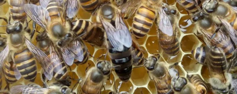 蜂王藏在蜂群什么位置，蜂王是雌性还是雄性