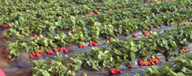 大棚草莓打农药吗，大棚草莓和露天草莓的区别