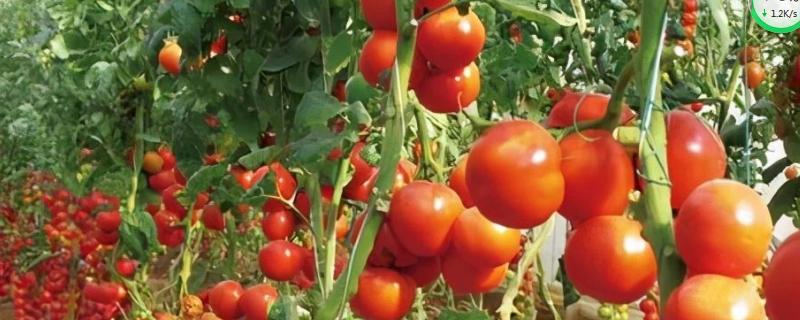 番茄育苗时苗龄一般为多少天，附育苗方法