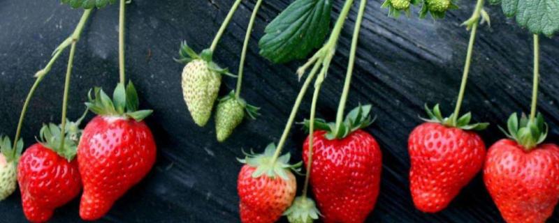 草莓亩产量，草莓是果实还是花托
