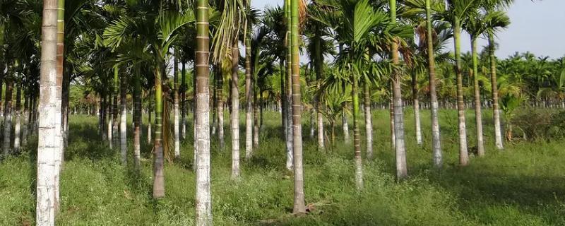 槟榔一亩能种多少棵?，槟榔树适合在哪些地区种植