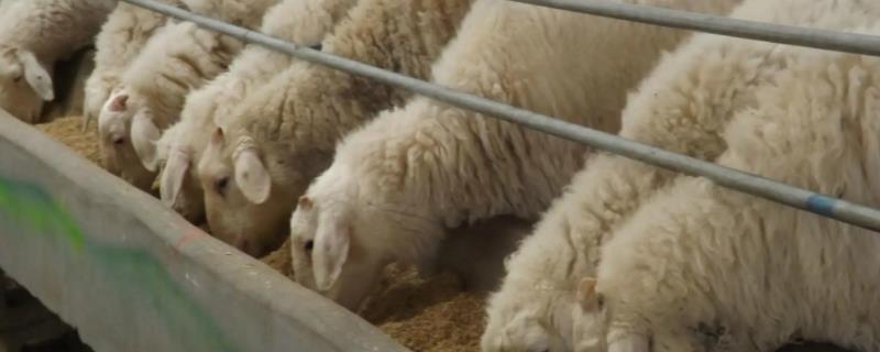 圈养羊饲料的最佳配方，圈养羊的正确饲喂方法