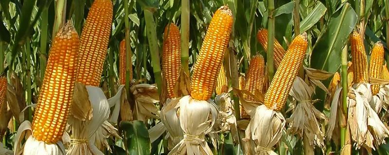 登海605玉米种简介，适合哪里种植，产量如何
