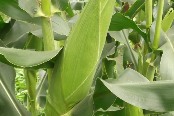 安农591玉米种简介，适合哪里种植，产量如何