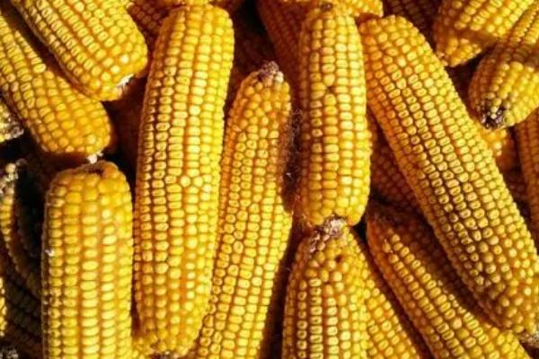 迪卡159玉米种简介适合哪里种植产量如何
