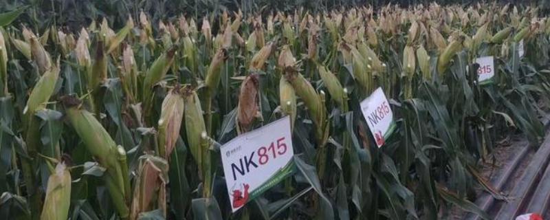 nk815玉米种简介，适合哪里种植，产量如何