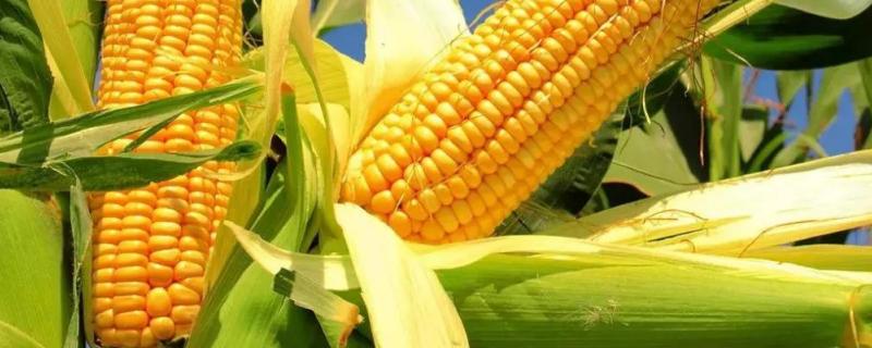 玉米生长温度不能低于多少度，玉米生长期分为几个阶段