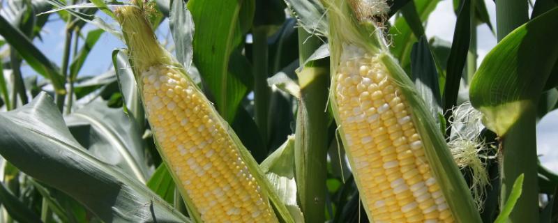 德农958玉米种简介，适合哪里种植，产量如何
