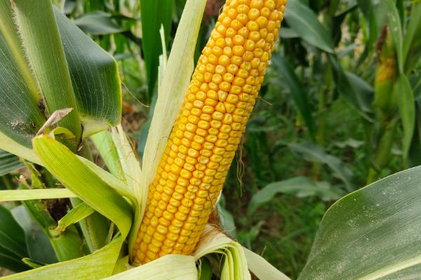 德农958玉米种简介，适合哪里种植，产量如何