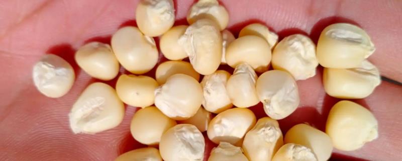 好的玉米种子不具备水分高还是出芽率高，玉米种子的胚包括哪几个部分