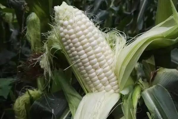 隆平中玉303玉米种简介，适合哪里种植，产量如何