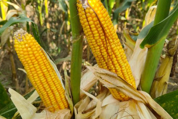 承3359玉米种简介，适合哪里种植，产量如何