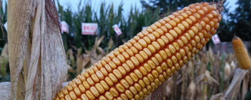 农本313玉米种简介，适合哪里种植，产量如何