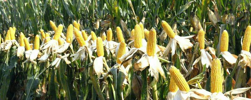 粒隆915玉米种简介，适合哪里种植，产量如何