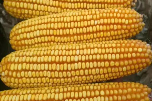 黄金粮my73玉米种简介，适合哪里种植，产量如何