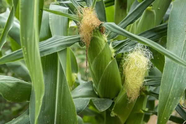 德利农318玉米种简介，适合哪里种植，产量如何