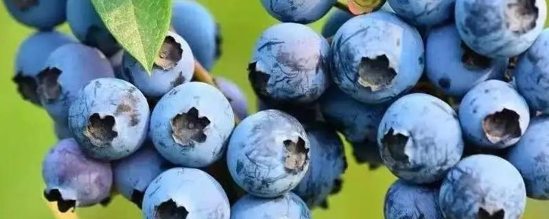 蓝莓常见的病虫害及预防措施