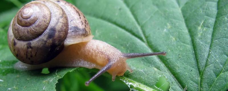 蜗牛冬天怎么过冬的，蜗牛是软体动物吗