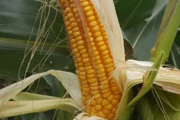 农大683玉米种简介，适合哪里种植，产量如何